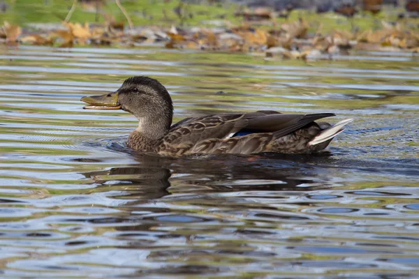 Female Mallard Swimming around her hunting area Royalty Free Stock Images