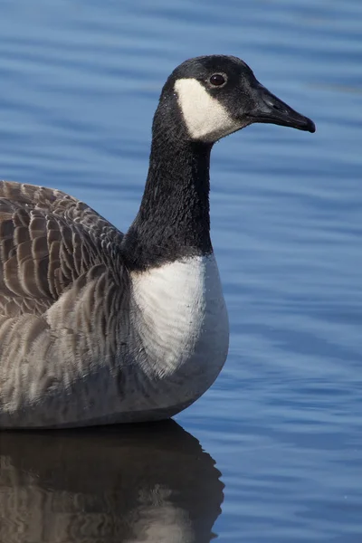Canadian goose simning — Stockfoto