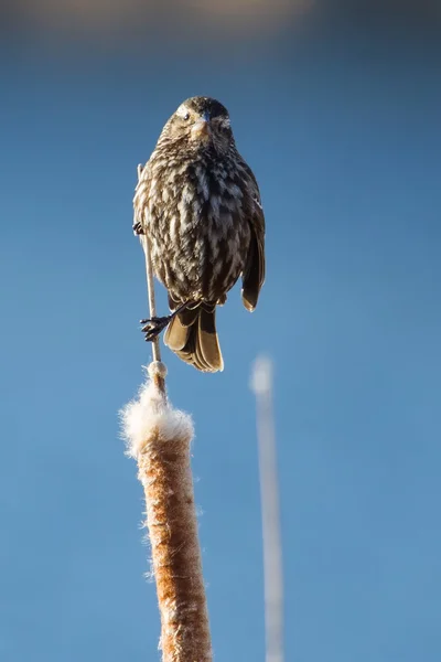 Pájaro de pie sobre una Cattail —  Fotos de Stock