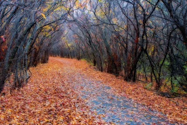 Lesní barvy na podzim v hdr — Stock fotografie