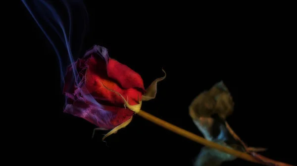 Smoking Red Rose — Stock Photo, Image