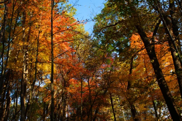 Färgglada natursköna landskapet i Hdr i mjukt fokus — Stockfoto