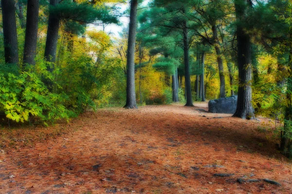 怠惰な Hdr の森の中の散歩 ストック写真