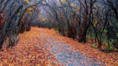 HDR sonbaharda orman renkler