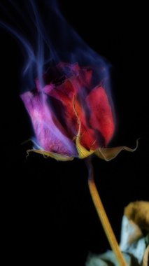 Sigara kırmızı gül