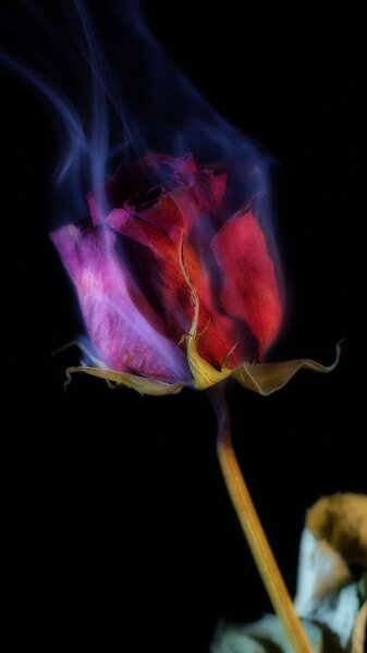 Красная роза
