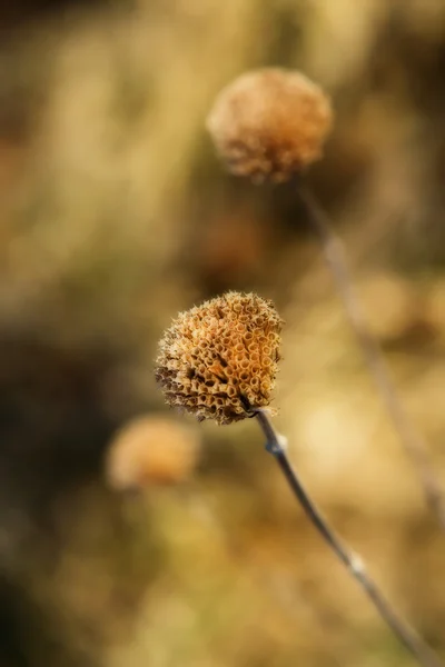 野生佛手 (香蜂草木质) — 图库照片