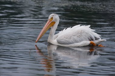 Beyaz Pelikan (Pelecanus erythrorhynchos)