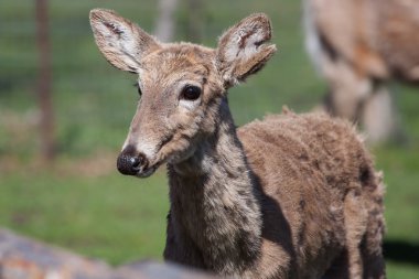 vahşi Beyaz kuyruklu geyik