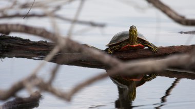 Kaplumbağa sunning boyalı