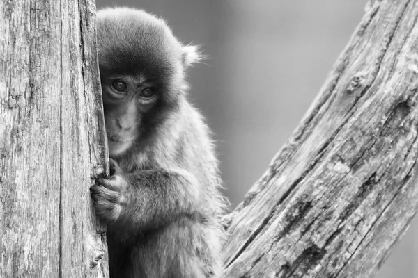 Macaco (Nieve) Mono —  Fotos de Stock