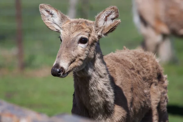 Weißschwanzhirsche in freier Wildbahn — Stockfoto