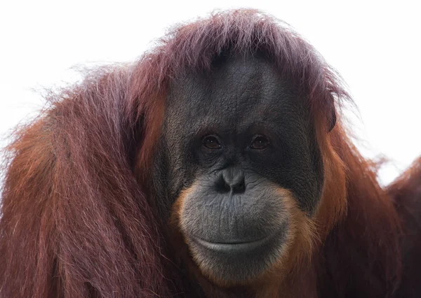 Orang-oetan — Stockfoto