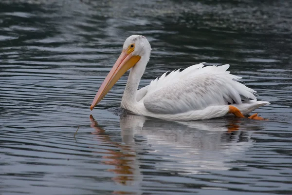 Белый пеликан (Pelecanus erythrorhynchos ) Стоковое Изображение