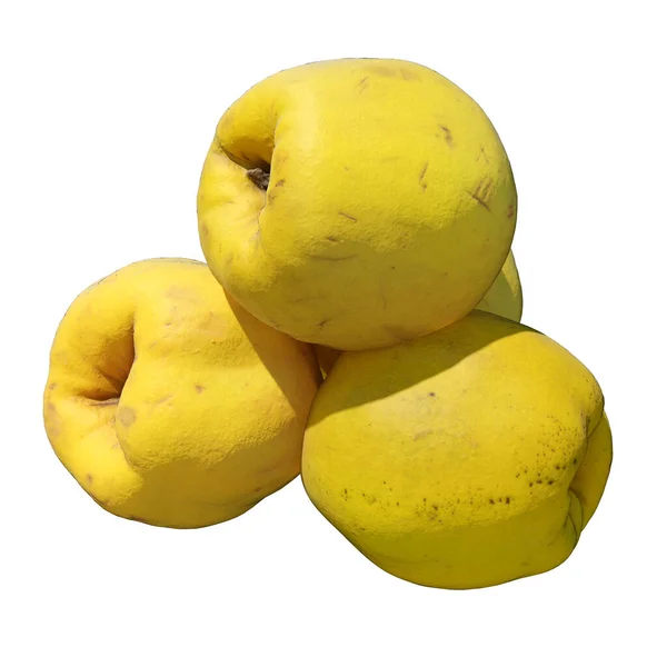 Quince Illustration Isolerad Den Vita Bakgrunden — Stockfoto