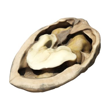 Beyaz arkaplanda izole edilmiş ceviz 3d illüstrasyon