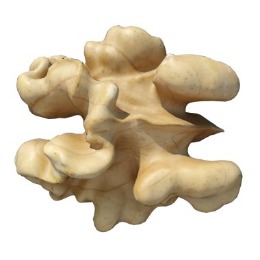 Beyaz arkaplanda izole edilmiş ceviz 3d illüstrasyon