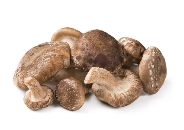 Shiitake paddestoel geïsoleerd — Stockfoto