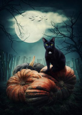 siyah halloween kedi 
