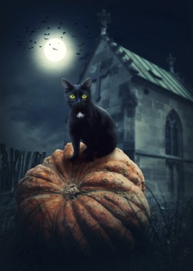 siyah halloween kedi 