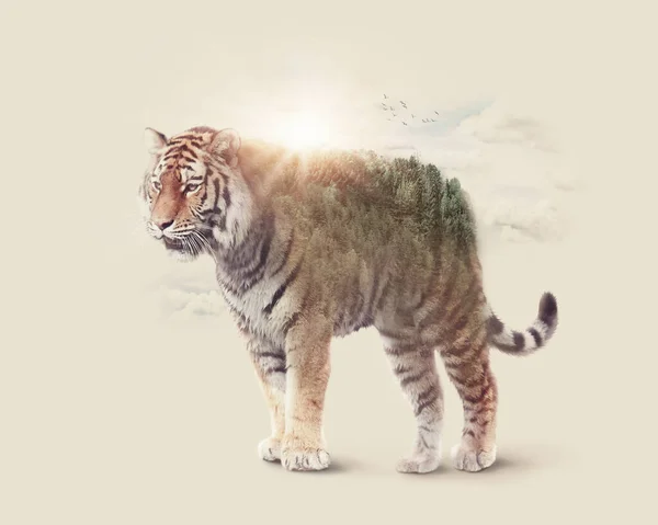 Double Exposure Tiger — Stock Photo, Image