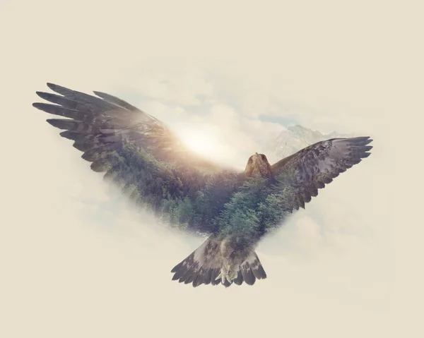 Dupla Exposição Com Pássaro Voando Céu — Fotografia de Stock