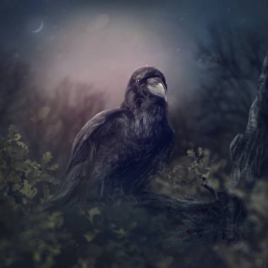 Gecenin karanlığında kara kuzgun