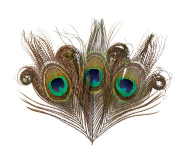 Beyaz arkaplanda izole edilmiş tavus kuşu tüyleri