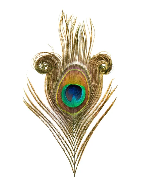 Peacock Veer Geïsoleerd Witte Achtergrond — Stockfoto