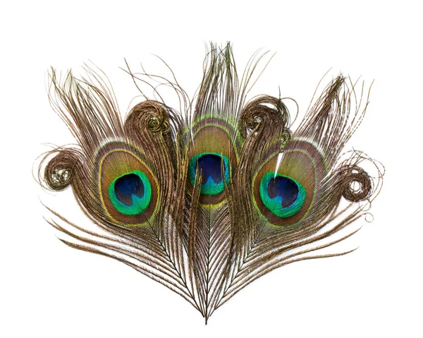 Beyaz arkaplanda izole edilmiş tavus kuşu tüyleri