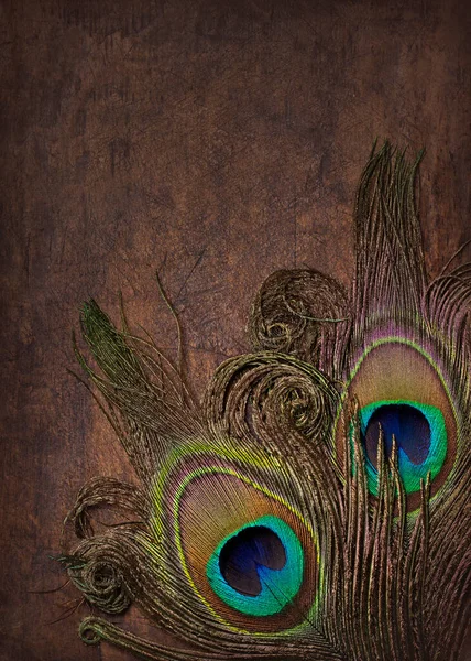 Abstract Backgound Peacock Feathers Close — Stock Photo, Image