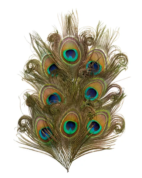 Φτερά Peacock Απομονωμένα Λευκό Φόντο — Φωτογραφία Αρχείου