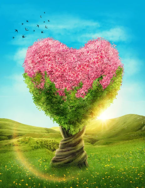 Heart shaped tree — Stock Photo, Image