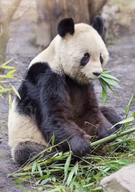 Giant panda bear clipart