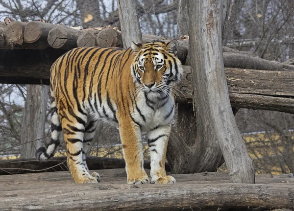 Tigre siberiano —  Fotos de Stock