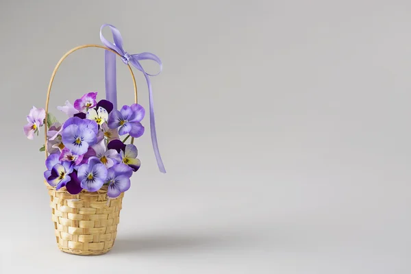 Viola blommor — Stockfoto