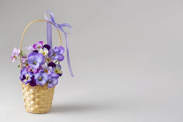 Viola flowers — Stock Photo, Image