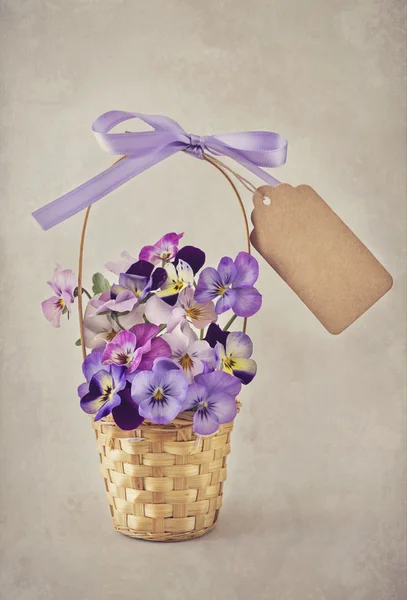 Flores de viola — Foto de Stock