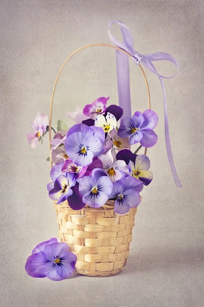 Viola blommor — Stockfoto