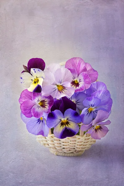 Viola blommor — Stockfoto