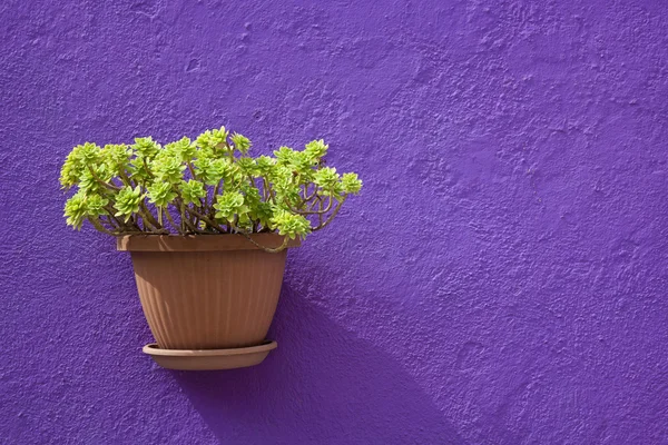 Blume im Topf — Stockfoto