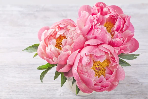 Peony Flowers Stock Photos Royalty Free Peony Flowers Images Depositphotos