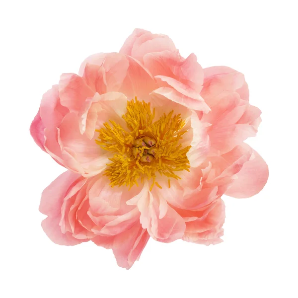 Fiore di peonia — Foto Stock