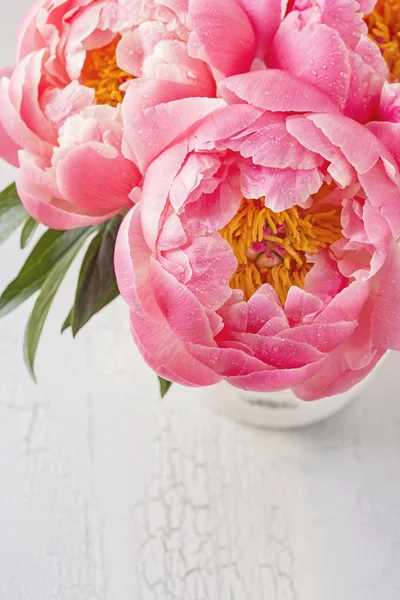 Peony flowers — Stock Photo, Image