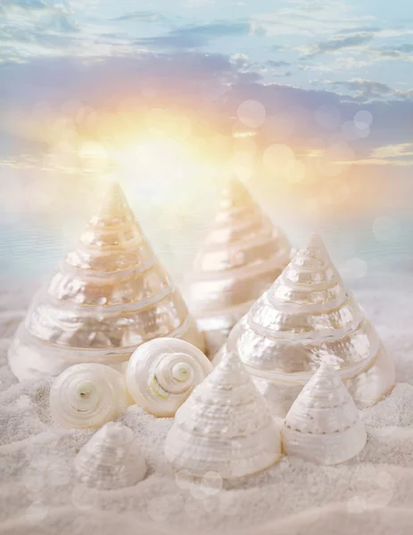 White seashells — Stock Photo, Image