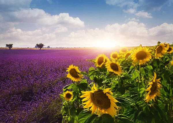 Lavender and sunflowers fields — Stock Photo, Image