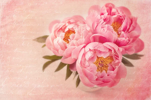 Peony flowers