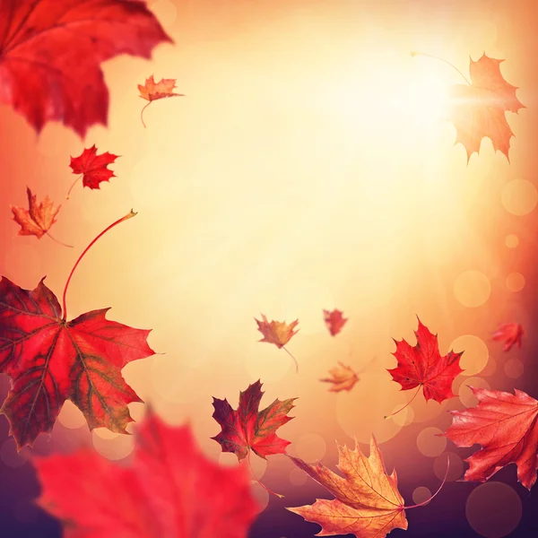 Autumn falling leaves — Stock Photo, Image