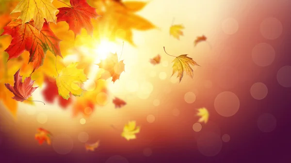 Outono folhas em queda — Fotografia de Stock