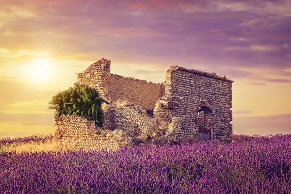 Gün batımında lavanta tarlası — Stok fotoğraf